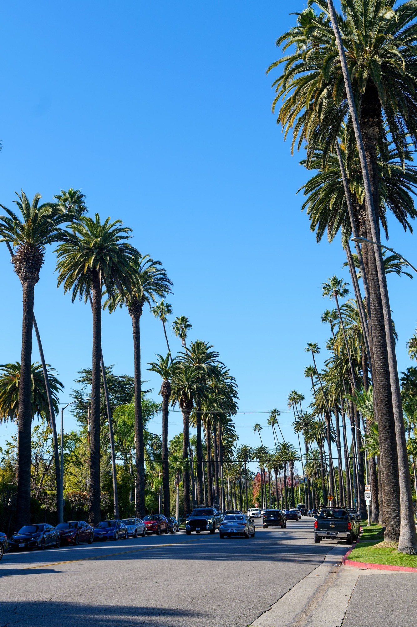 Beverly Hills palm trees